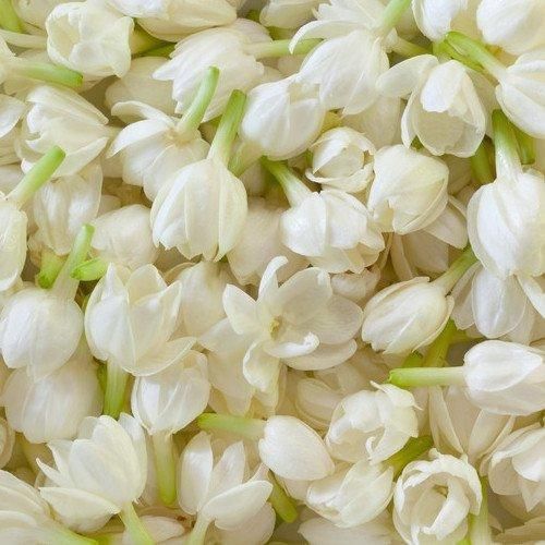 Malti Mogra Dhoop Sticks
